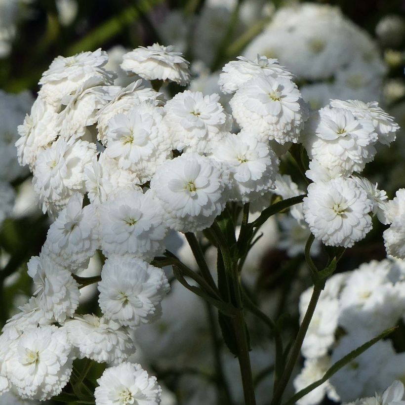 Achillea ptarmica Perry s White - Sumpf-Schafgarbe (Flowering)