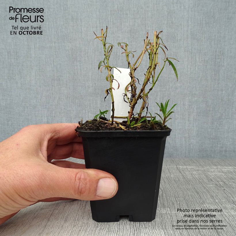 Example of Achillea ptarmica Perry s White - Sumpf-Schafgarbe Kleine Töpfe von 8/9 cm as you get in automne