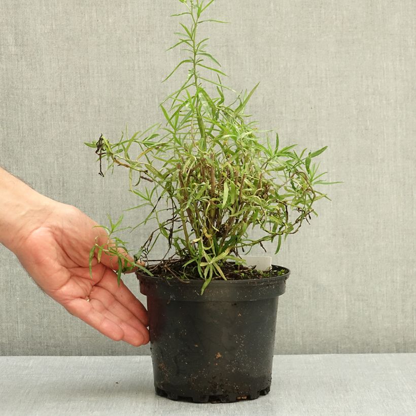 Exemplar von Achillea ptarmica Perry s White - Sumpf-Schafgarbe Topf mit 2L/3L wie im Herbst geliefert