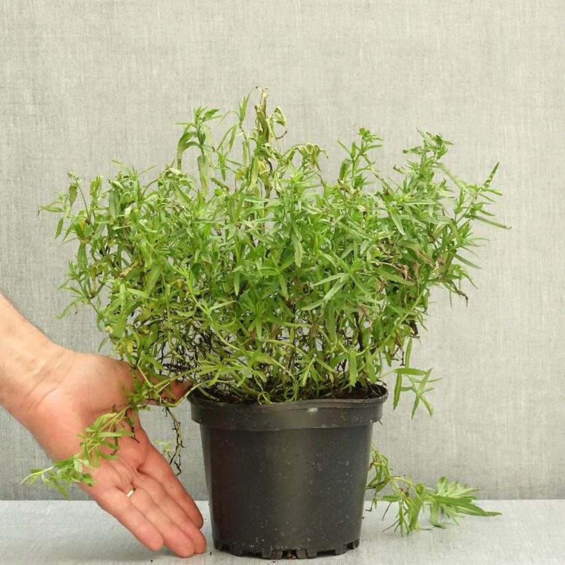Exemplar von Achillea ptarmica The Pearl - Sumpf-Schafgarbe Topf mit 2L/3L wie im Herbst geliefert