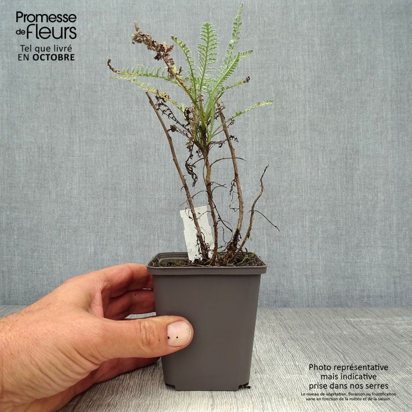 Example of Achillea taygetea - Schafgarbe Kleine Töpfe von 8/9 cm as you get in automne