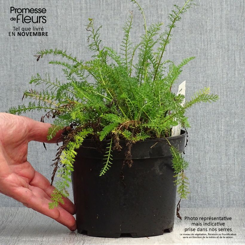 Example of Achillea tomentosa - Filzige Schafgarbe Topf mit 2L/3L as you get in automne