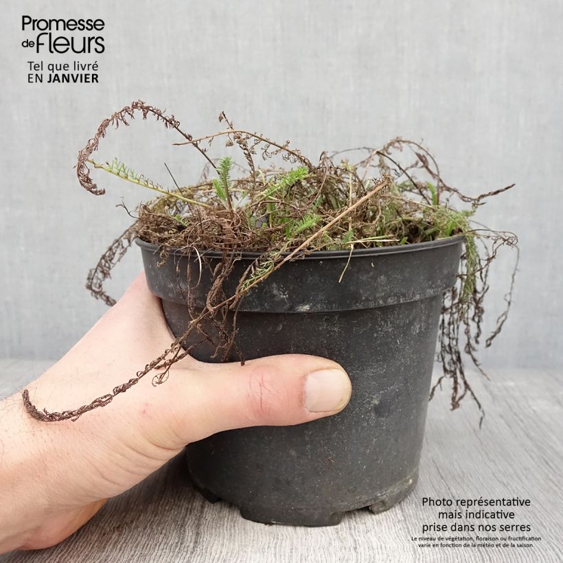 Exemplar von Achillea tomentosa - Filzige Schafgarbe Topf mit 2L/3L wie im Winter geliefert