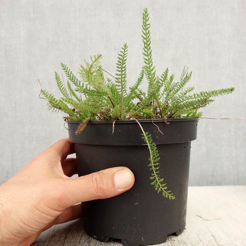 Exemplar von Achillea tomentosa - Filzige Schafgarbe Topf mit 2L/3L wie im Frühjahr geliefert