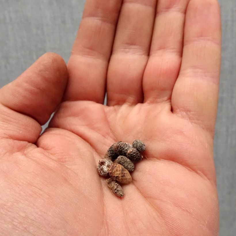 Example of Achimenes White - Schiefteller Zwiebel size I as you get in printemps