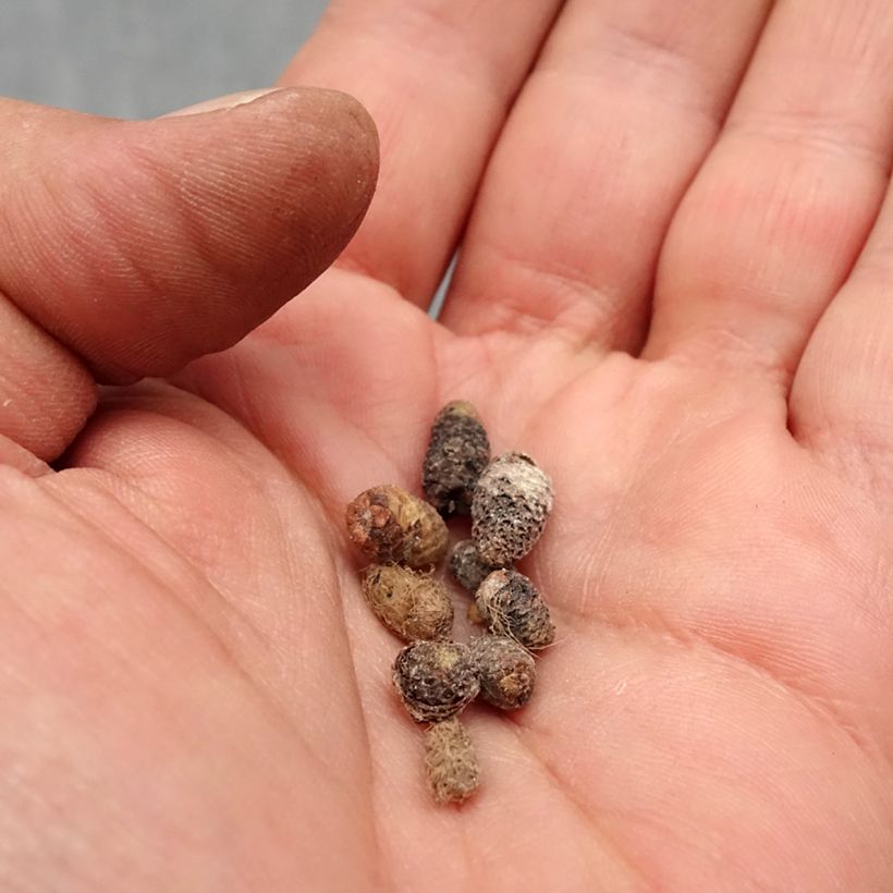 Example of Achimenes Mix - Schiefteller Zwiebel size I as you get in printemps