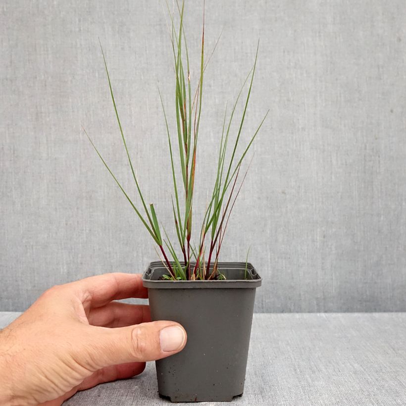 Exemplar von Stipa calamagrostis Allgäu - Federgras Kleine Töpfe von 8/9 cm wie im Herbst geliefert