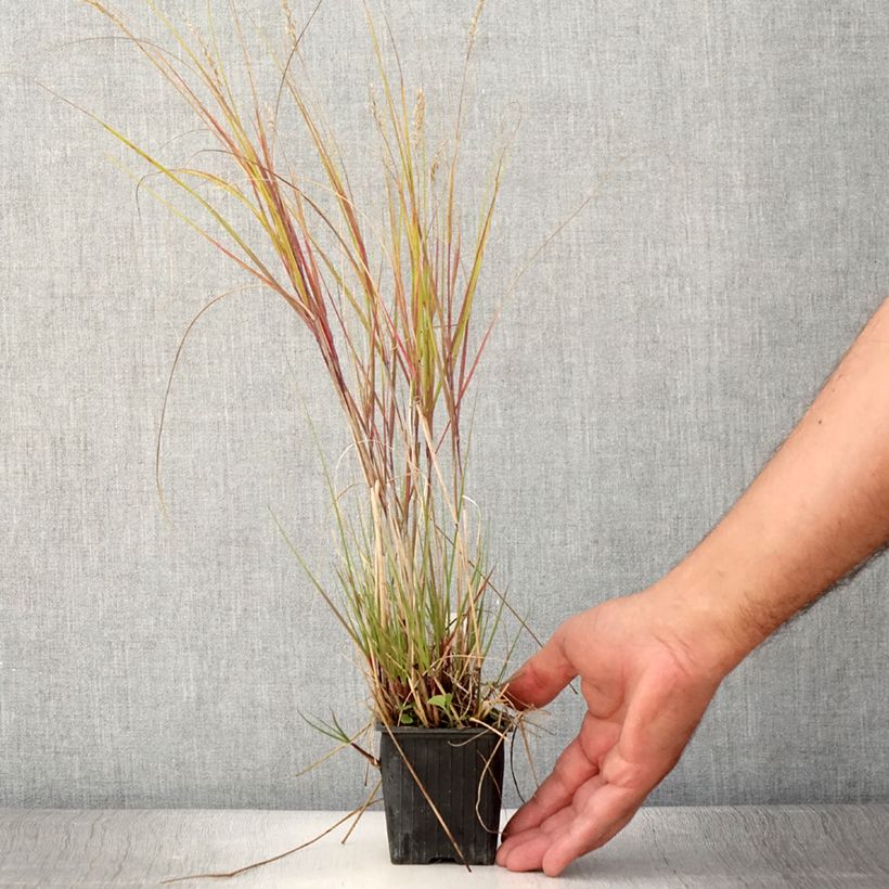Example of Stipa calamagrostis Allgäu - Federgras Kleine Töpfe von 8/9 cm as you get in ete