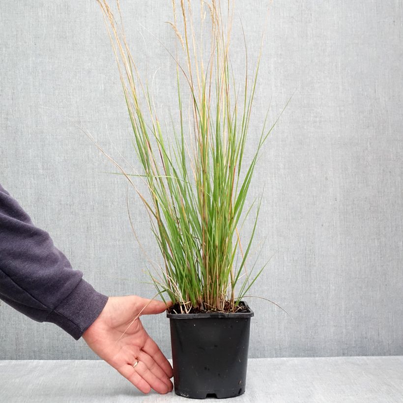 Exemplar von Stipa calamagrostis Allgäu - Federgras Topf mit 1,5L/2L wie im Herbst geliefert