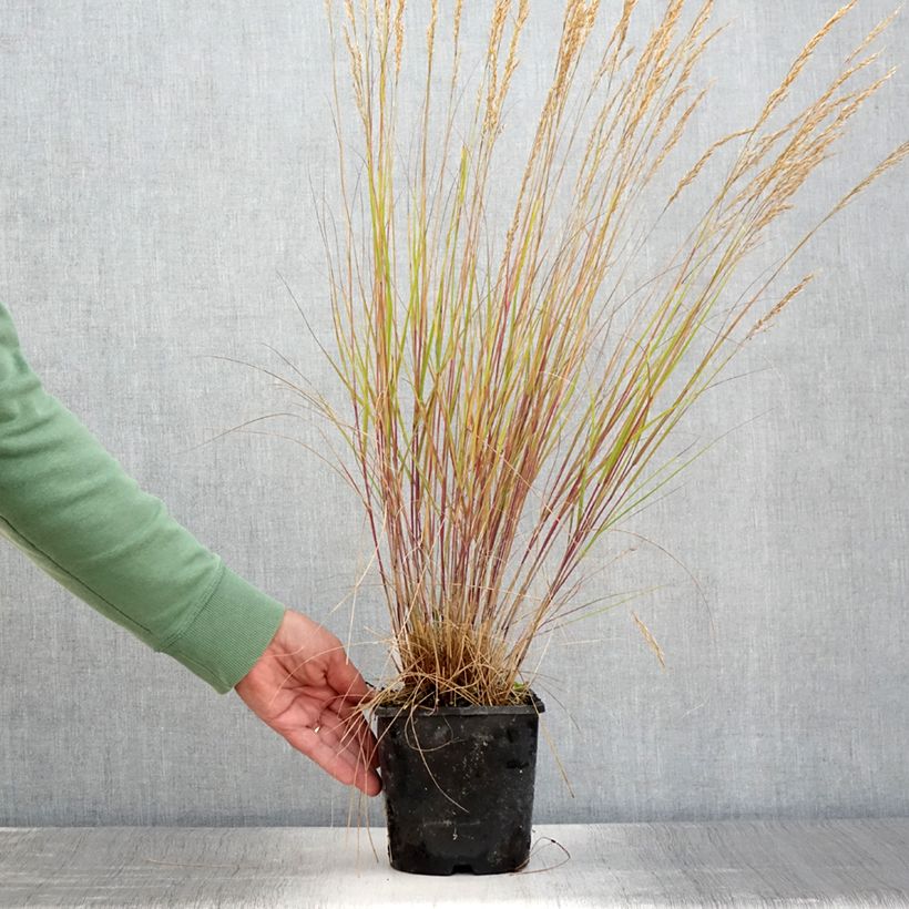 Example of Stipa calamagrostis Allgäu - Federgras Topf mit 1,5L/2L as you get in ete