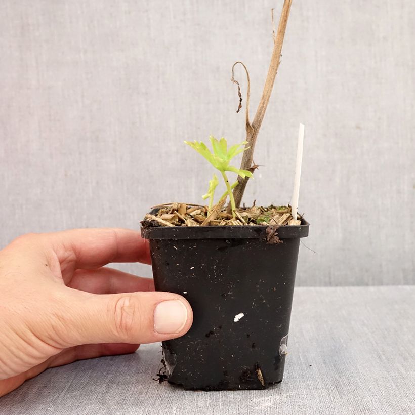 Exemplar von Aconitum Purple Sparrow - Eisenhut Kleine Töpfe von 8/9 cm wie im Herbst geliefert