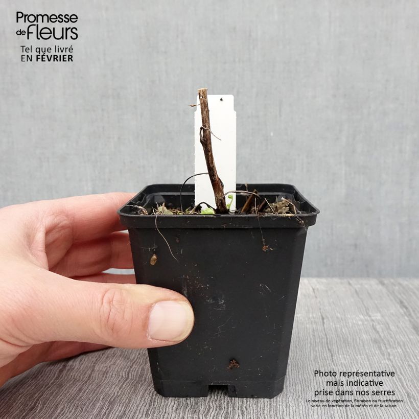 Exemplar von Aconitum napellus Album - Blauer Eisenhut Kleine Töpfe von 8/9 cm wie im Winter geliefert