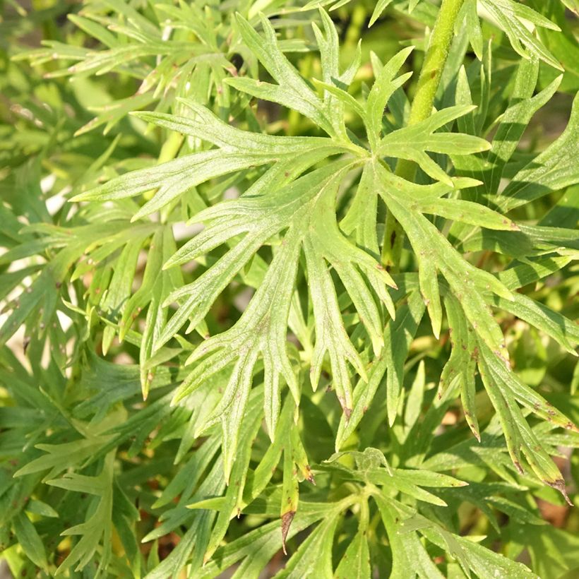 Aconitum napellus Album - Blauer Eisenhut (Foliage)