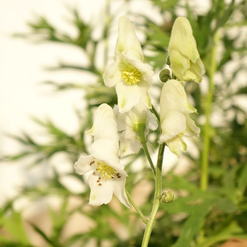 Aconitum napellus Album - Blauer Eisenhut (Flowering)