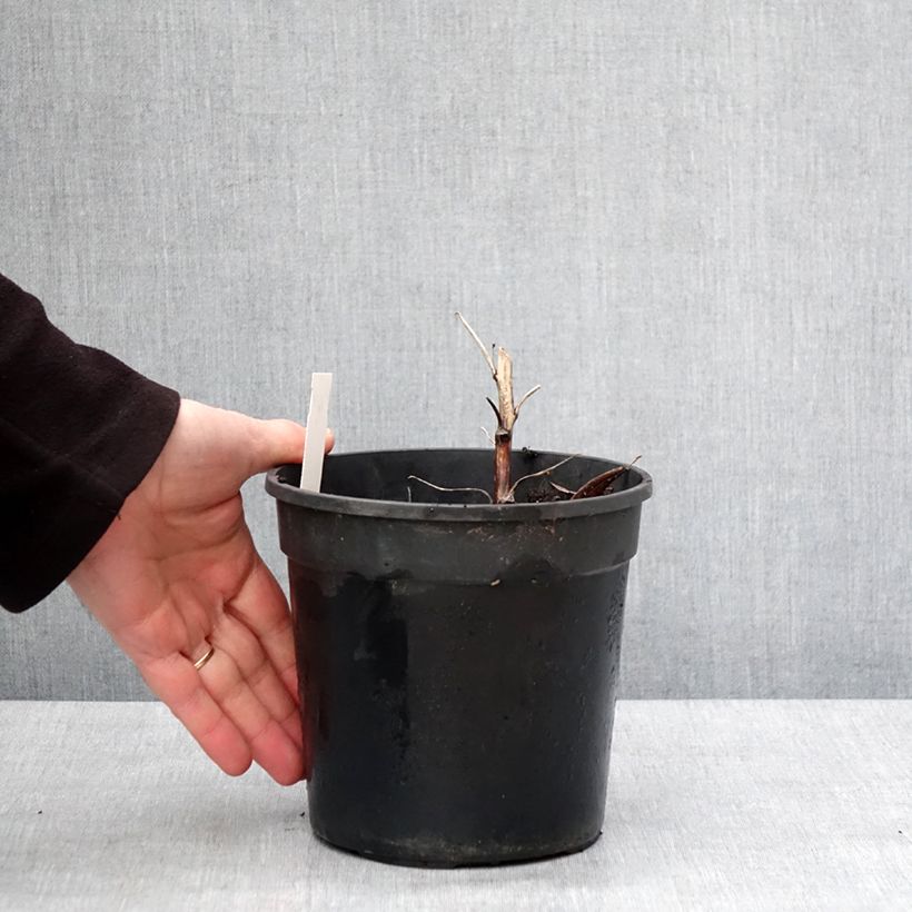 Exemplar von Aconitum cammarum Bicolor - Garten-Eisenhut Topf mit 2L/3L wie im Winter geliefert