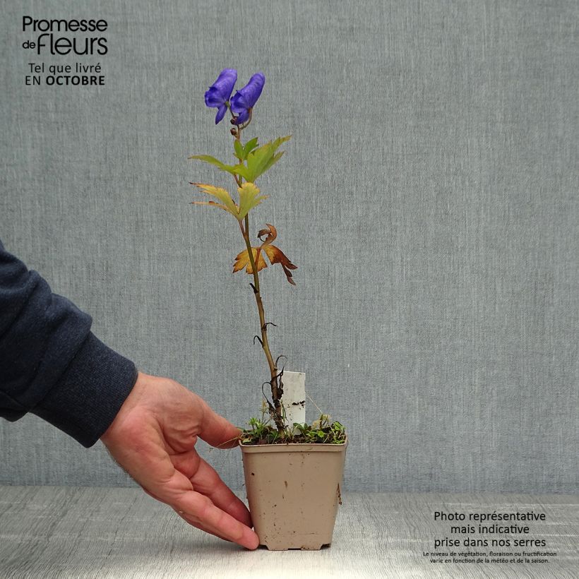 Example of Aconitum carmichaelii Arendsii - Herbsteisenhut Kleine Töpfe von 8/9 cm as you get in automne