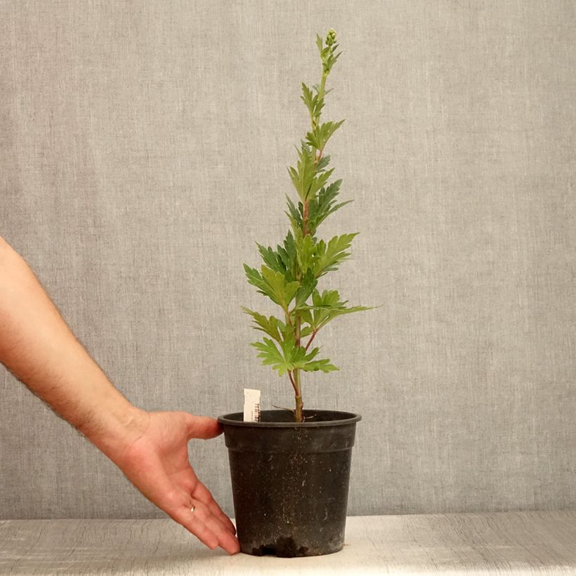 Example of Aconitum fischeri - Chinesischer Eisenhut Topf mit 2L/3L as you get in ete