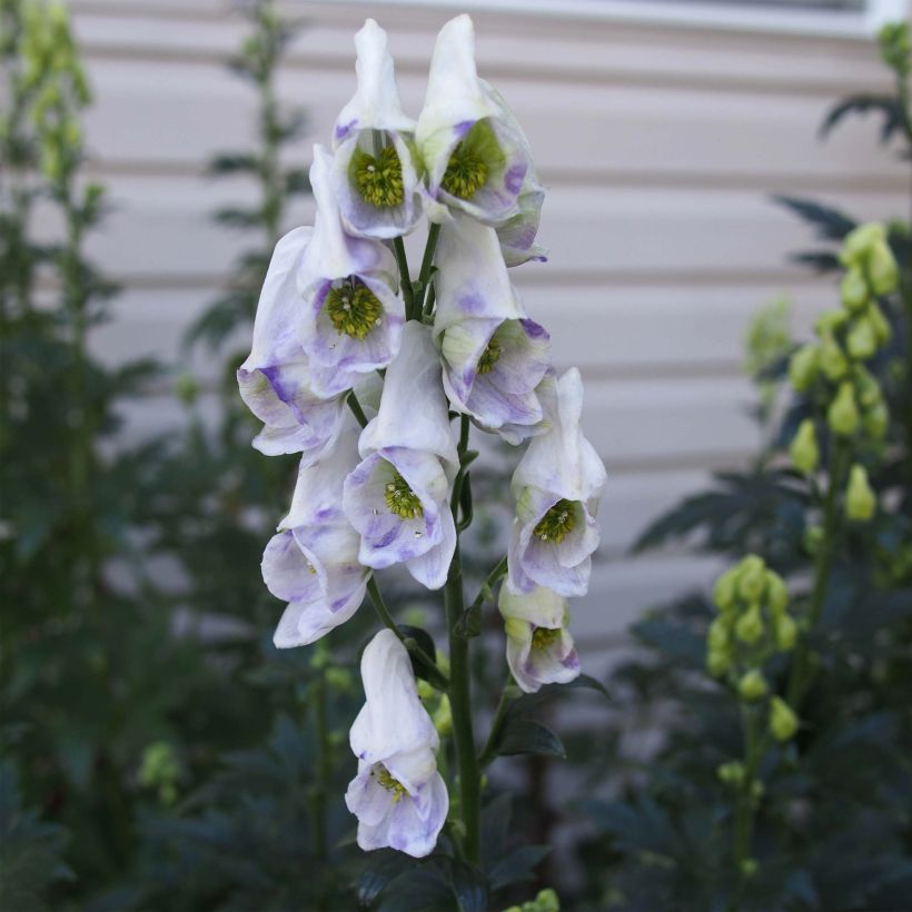 Aconitum carmichaelii Cloudy - Herbsteisenhut (Flowering)