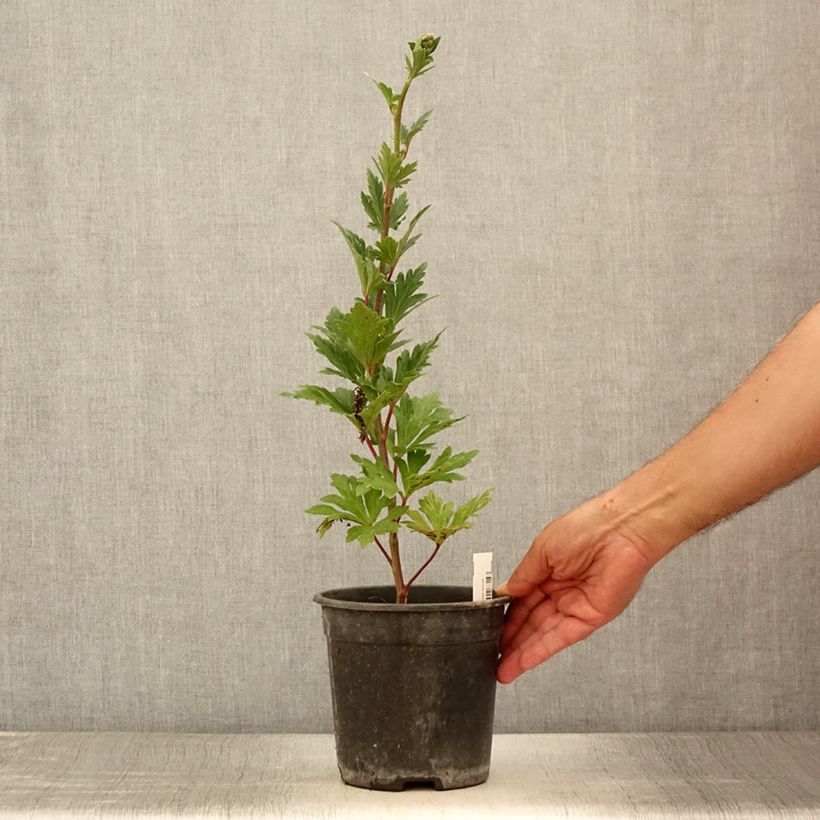 Example of Aconitum carmichaelii Royal Flush - Herbsteisenhut Topf mit 2L/3L as you get in ete