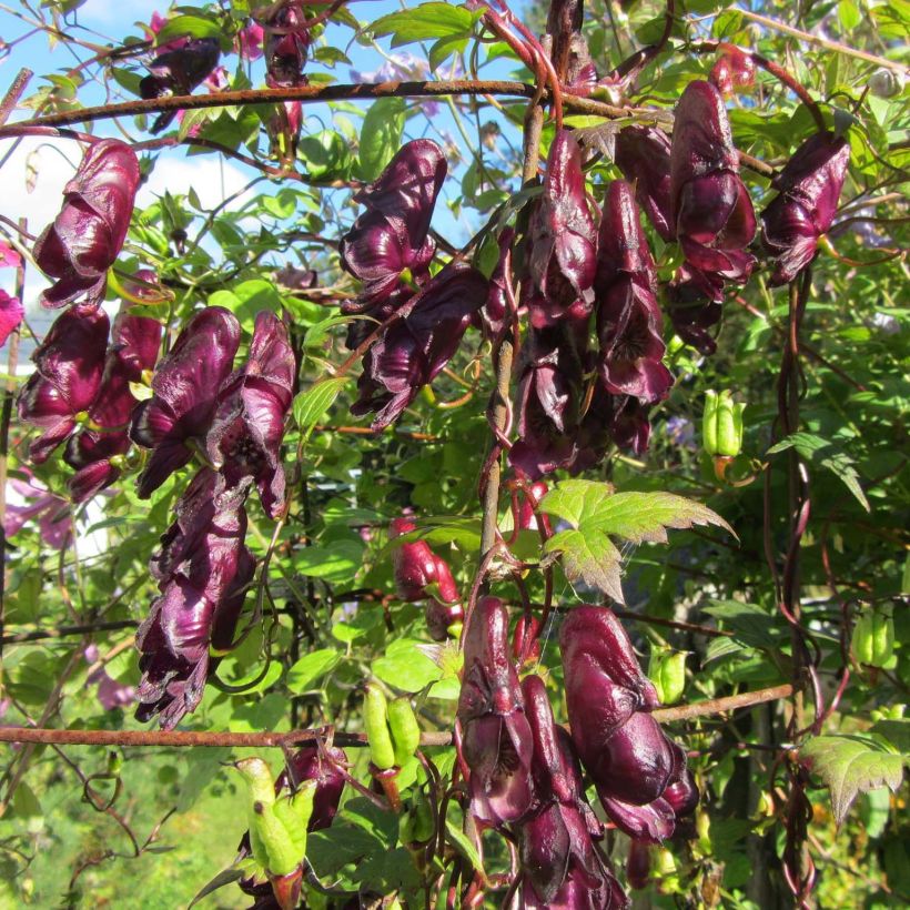 Aconitum hemsleyanum Red Wine - Weinroter Eisenhut (Flowering)