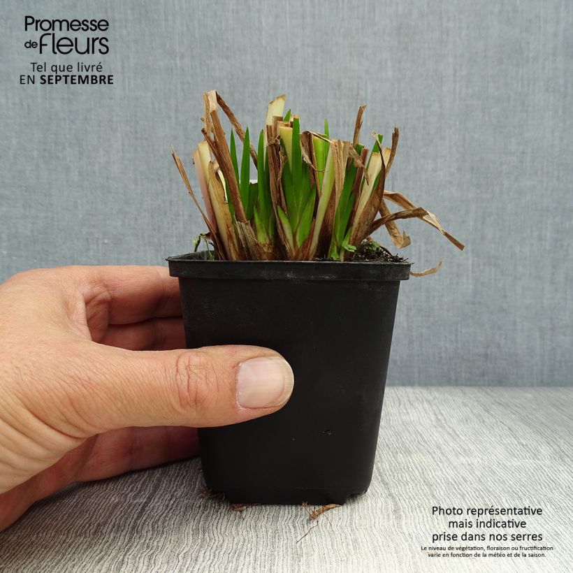 Example of Acorus calamus - Kalmus Kleine Töpfe von 8/9 cm as you get in automne
