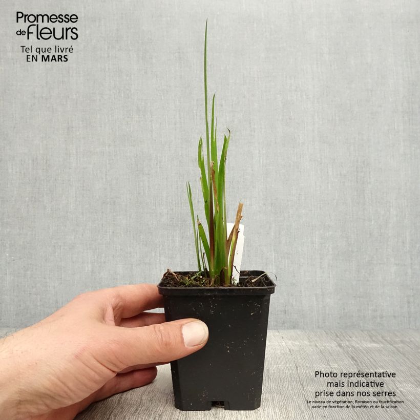 Exemplar von Acorus calamus - Kalmus Kleine Töpfe von 8/9 cm wie im Frühjahr geliefert