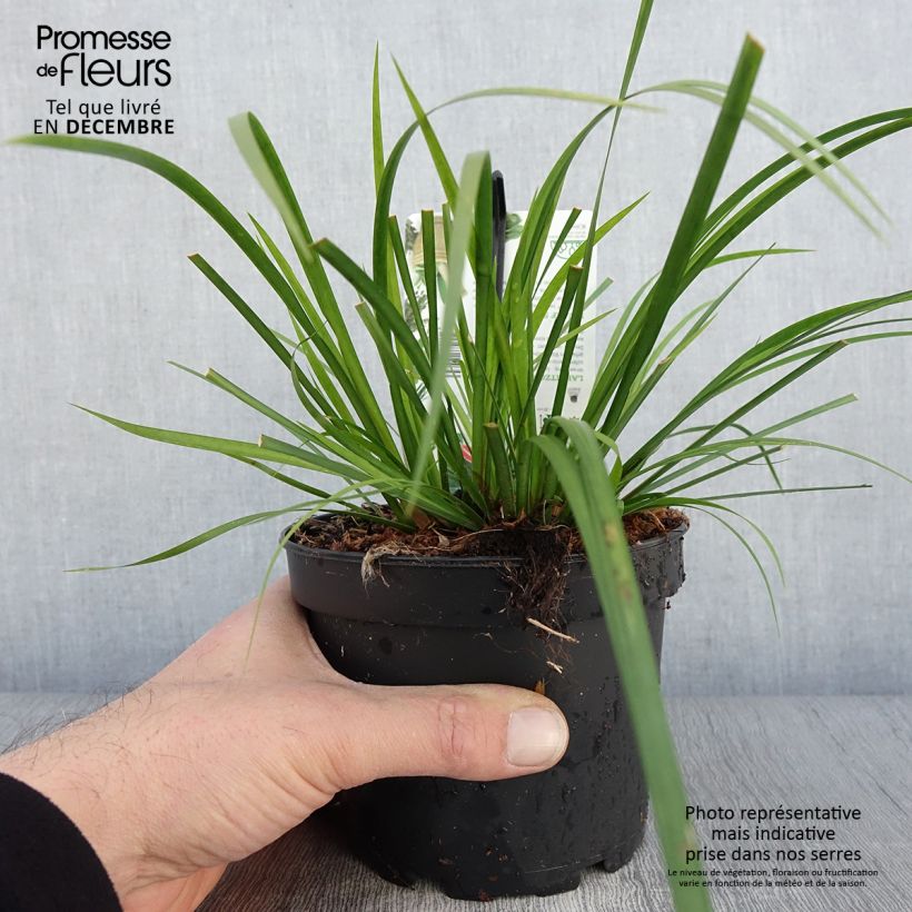 Example of Acorus gramineus Licorice - Gras-Kalmus Topf mit 1,5L/2L as you get in automne
