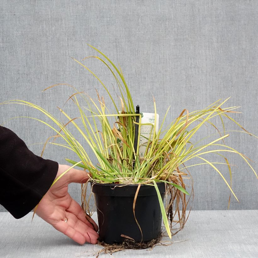 Exemplar von Acorus gramineus Licorice - Gras-Kalmus Topf mit 1,5L/2L wie im Winter geliefert