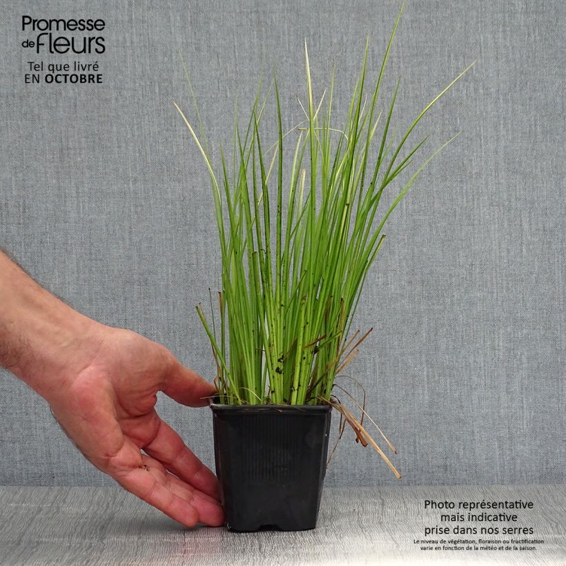 Example of Acorus gramineus Ogon - Gras-Kalmus Kleine Töpfe von 8/9 cm as you get in automne