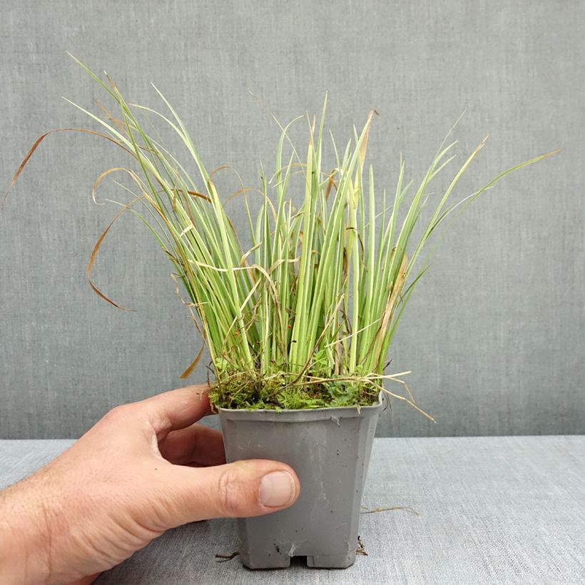 Exemplar von Acorus gramineus Variegatus - Gras-Kalmus Kleine Töpfe von 8/9 cm wie im Herbst geliefert