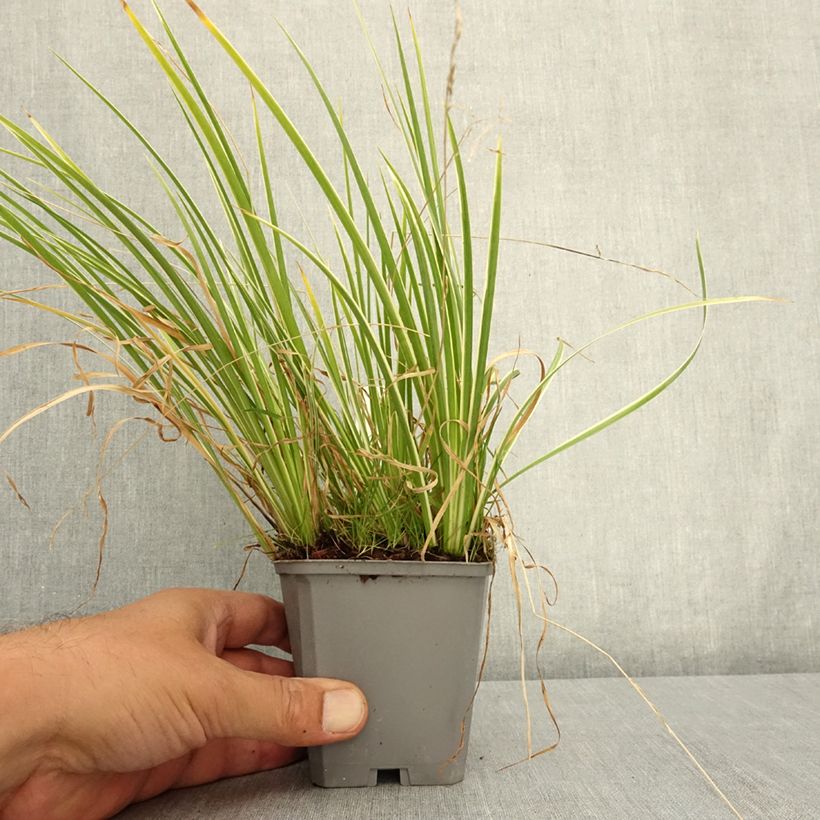 Exemplar von Acorus gramineus Variegatus - Gras-Kalmus Kleine Töpfe von 8/9 cm wie im Sommer geliefert
