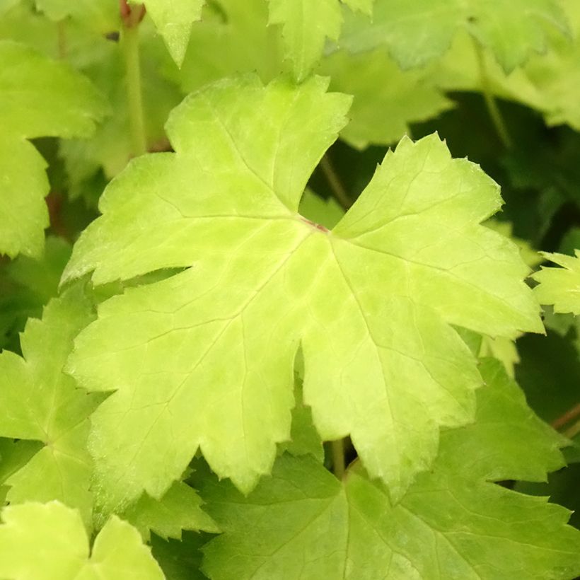 Actaea japonica Cheju-Do - Zwerg-Silberkerze (Foliage)