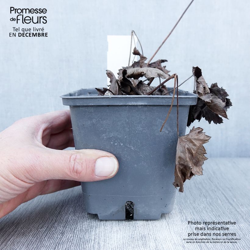 Example of Actaea japonica Cheju-Do - Zwerg-Silberkerze Topf mit 1L/1,5L as you get in automne