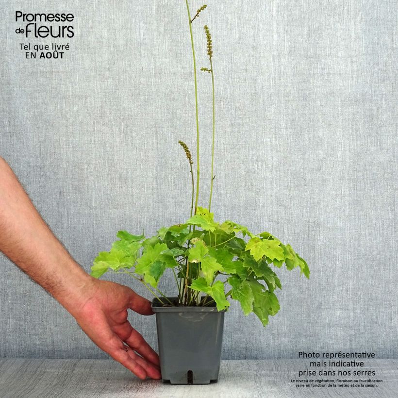 Exemplar von Actaea japonica Cheju-Do - Zwerg-Silberkerze Topf mit 1L/1,5L wie im Sommer geliefert