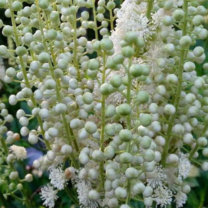 Actaea dahurica - August-Silberkerze (Flowering)