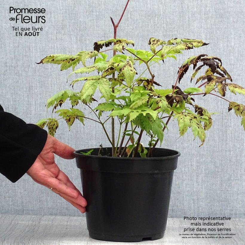 Example of Actaea pachypoda Misty Blue - Weißfruchtiges Christophskraut Topf mit 3L/4L as you get in ete