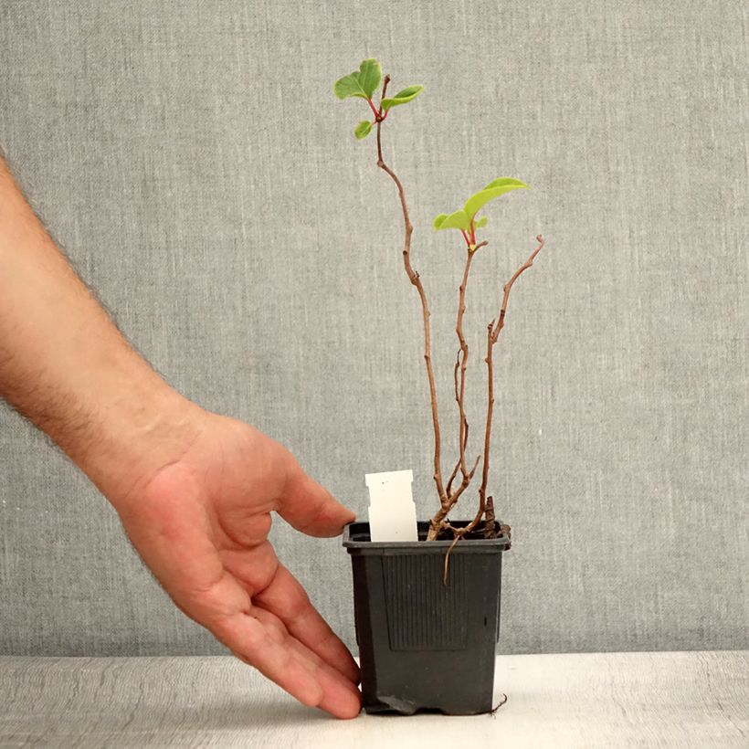 Example of Actinidia arguta Domino (Weiblich) - Zwerg Kiwi Topf 10 cm/11cm as you get in ete