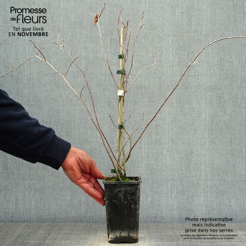 Example of Actinidia kolomikta Adam - Buntblättrige Kiwi Topf mit 1,5L/2L as you get in automne