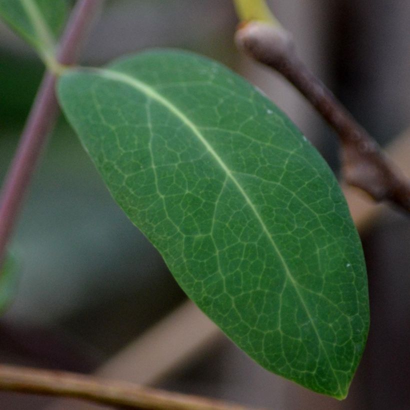 Actinidia kolomikta - Buntblättrige Kiwi (Foliage)