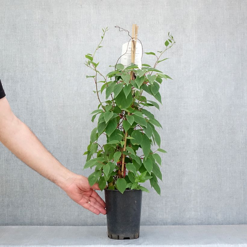 Example of Actinidia kolomikta Red Beauty - Buntblättrige Kiwi Topf mit 2L/3L as you get in printemps