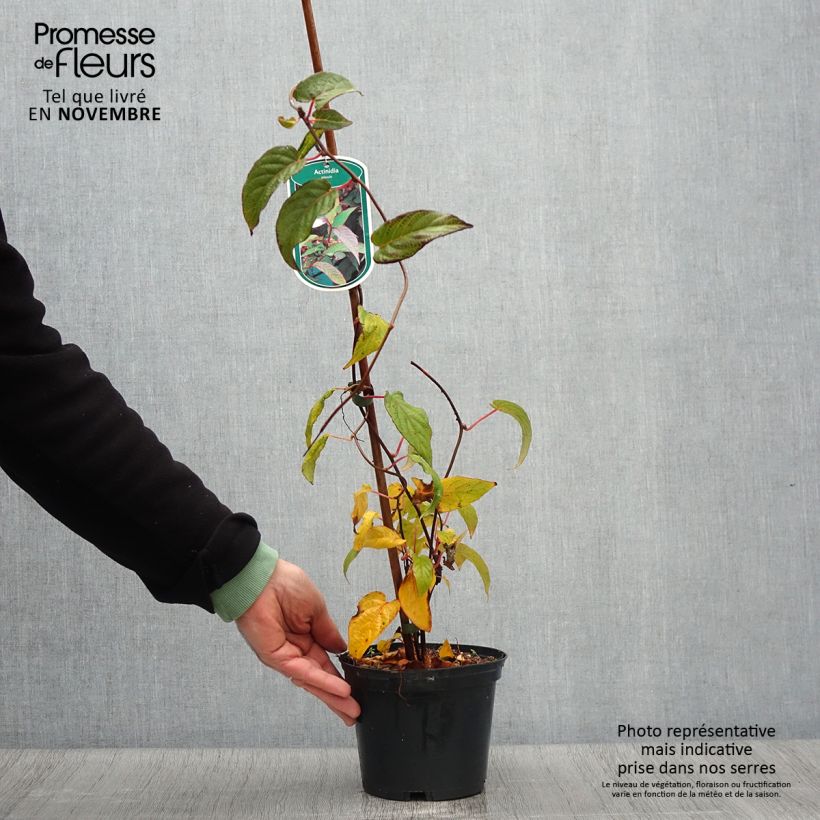 Example of Actinidia pilosula - Spitzblättriger Strahlengriffel Topf mit 2L/3L as you get in automne