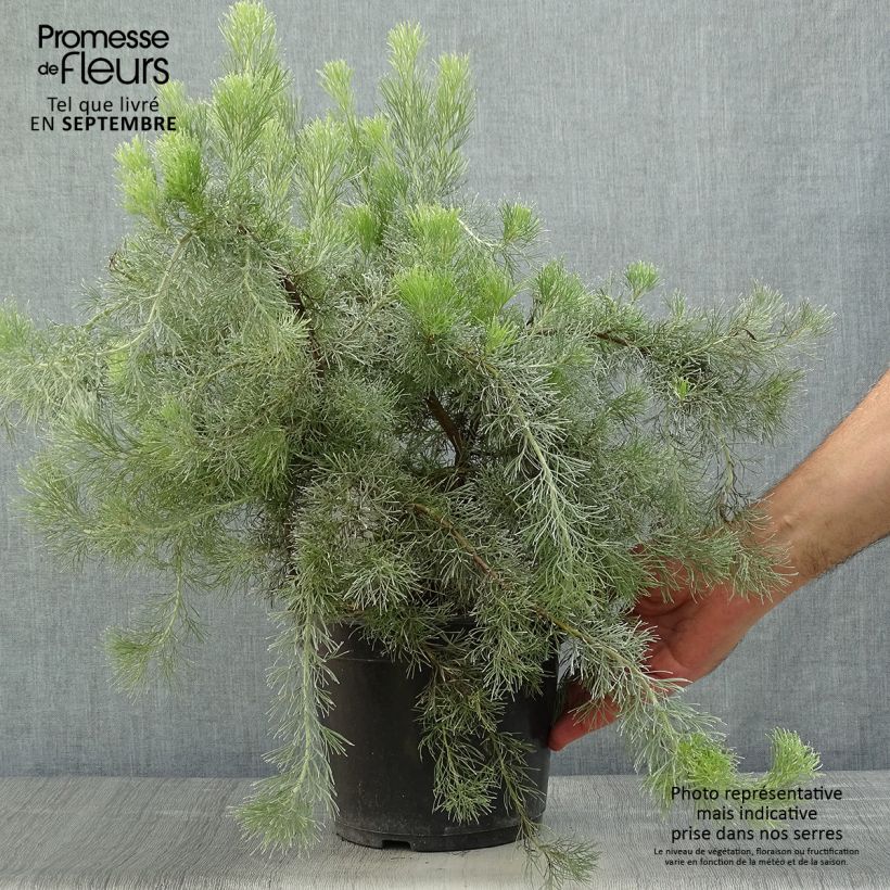 Example of Adenanthos sericeus Topf mit 2L/3L as you get in automne