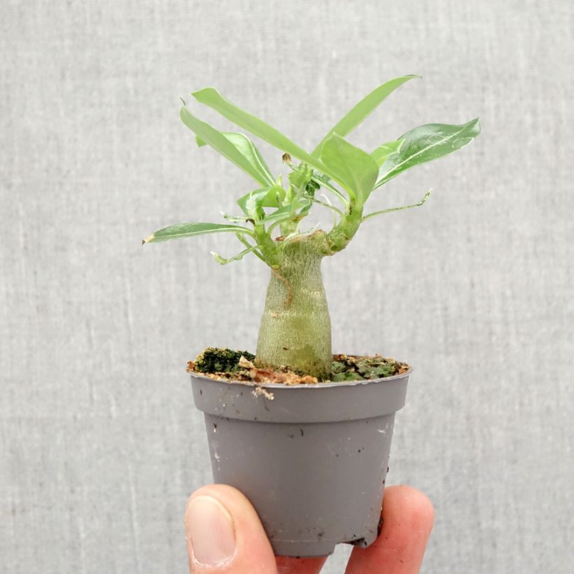 Example of Adenium obesum - Wüstenrose Mini-plante as you get in printemps