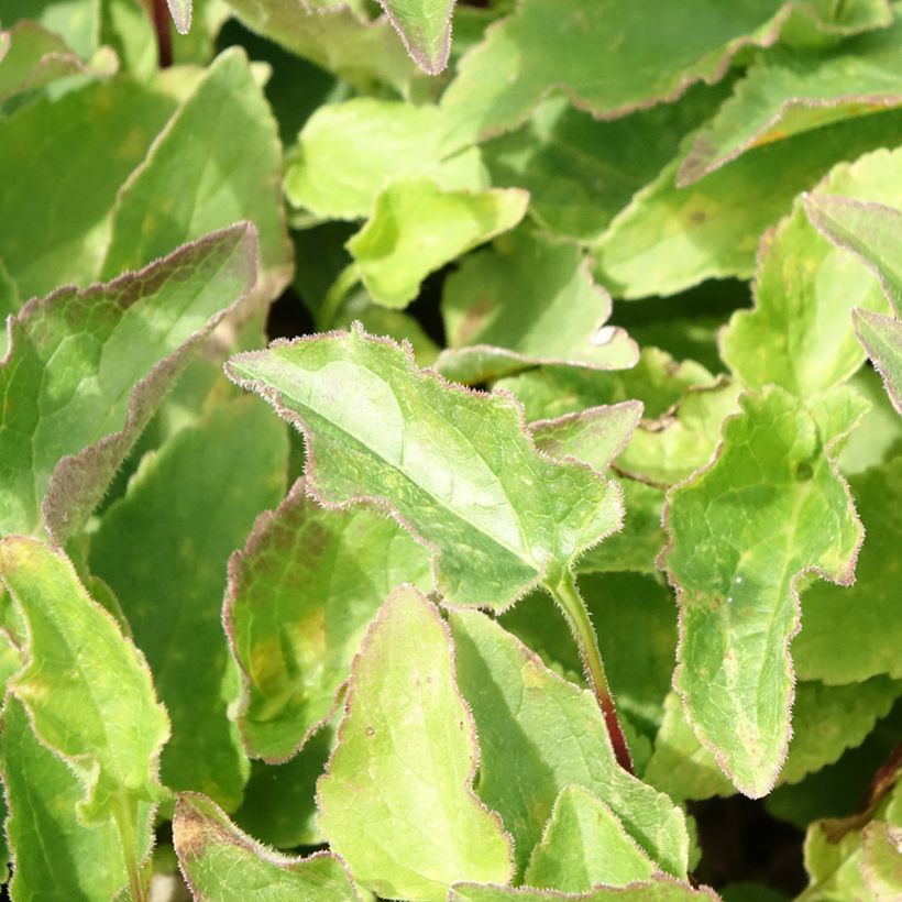 Adenophora confusa Fairy Bells Gaudi Violet - Becherglocke (Foliage)