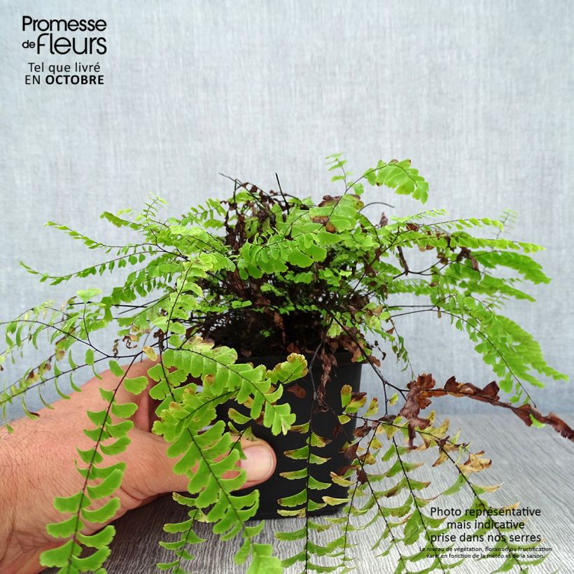 Example of Adiantum aleuticum Imbricatum - Zwerg-Pfauenradfarn Kleine Töpfe von 8/9 cm as you get in automne