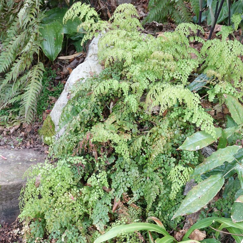 Adiantum venustum - Himalaja-Venushaar-Farn (Plant habit)