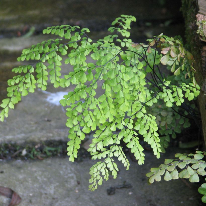 Adiantum venustum - Himalaja-Venushaar-Farn (Foliage)