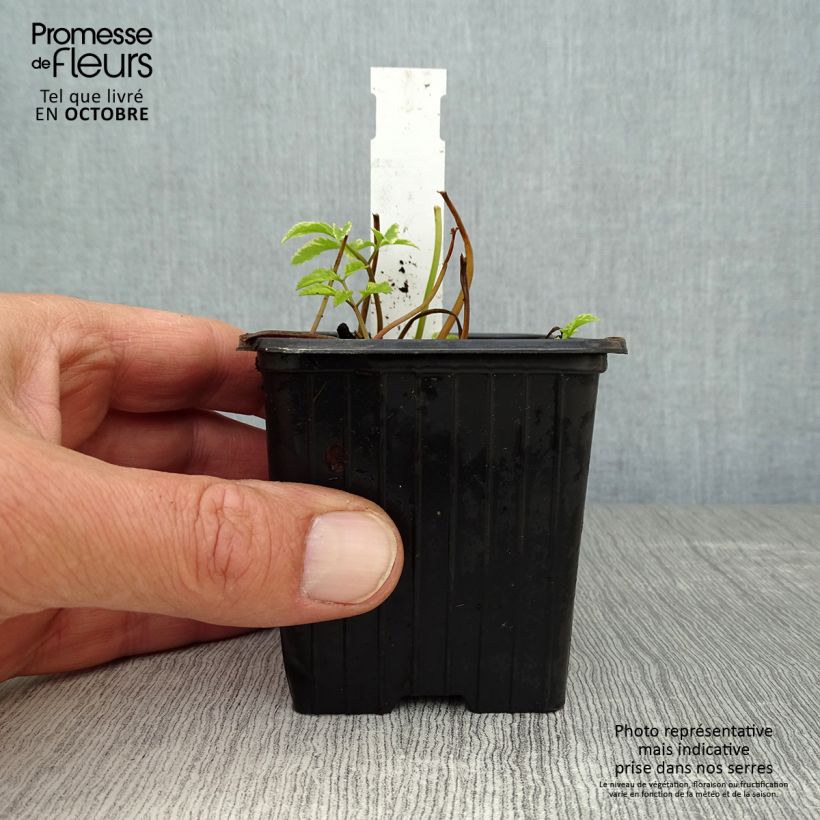 Example of Aegopodium podagaria Variegata - Giersch Kleine Töpfe von 7/8 cm as you get in automne