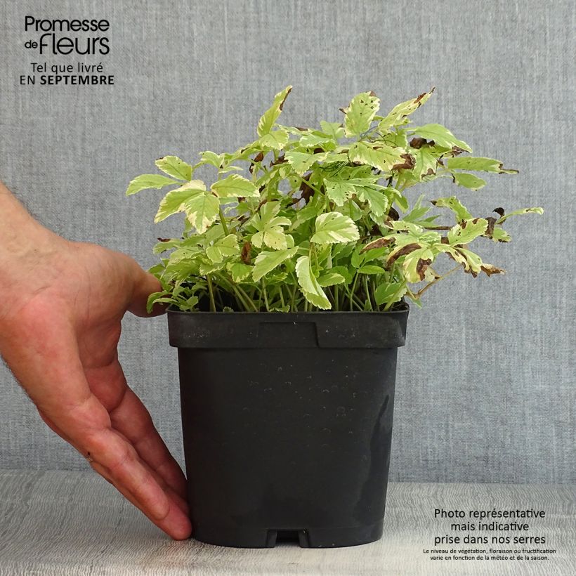 Example of Aegopodium podagaria Variegata - Giersch Topf mit 2L/3L as you get in ete