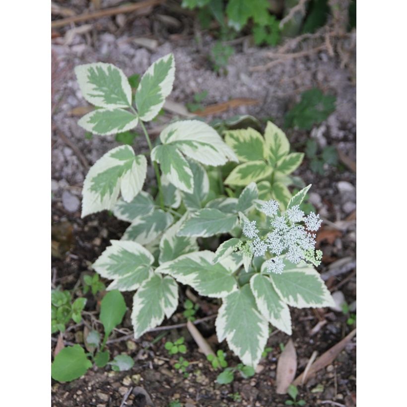 Aegopodium podagaria Variegata - Giersch (Flowering)
